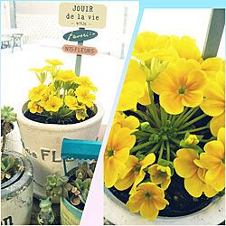 リビング/フラワー/お花のある暮らし/黄色いお花が好き♡ʾʾのインテリア実例 - 2022-01-29 14:07:26