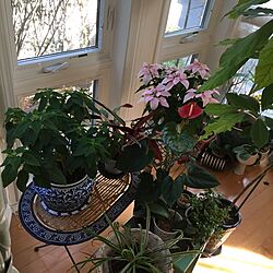 キッチン/出窓/花のある暮らし/植物のある暮らし/花に囲まれて暮らしたい...などのインテリア実例 - 2016-11-09 14:18:22