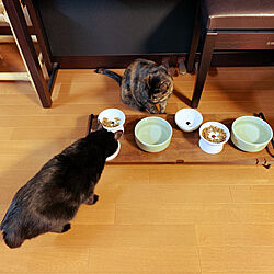 猫のご飯コーナー/猫のごはん置き場/ねこのいる日常/猫好き♡/ねこのいる空間...などのインテリア実例 - 2022-03-20 21:07:05