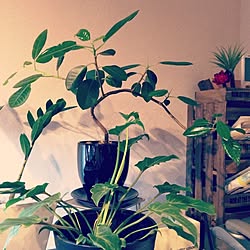 棚/植物/土いじりにはまる( ´ ▽ ` )/instagramまた復活したよ♡/自己満♡...などのインテリア実例 - 2014-06-28 22:37:53