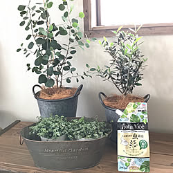 BotaNice/多肉植物/観葉植物/グリーンのある暮らし/いいね&フォローありがとうございます☆...などのインテリア実例 - 2019-04-26 10:14:29