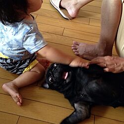 ペットインテリア/黒パグ/愛犬♡のインテリア実例 - 2014-09-01 17:18:42