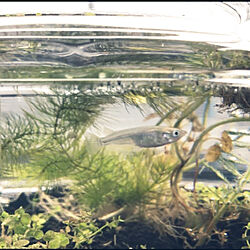 ガラス鉢/風通しが良い/観葉植物/癒し/水草...などのインテリア実例 - 2022-05-31 18:33:47
