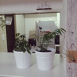 キッチン/IKEA/観葉植物　/エアプランツ/nico and...のインテリア実例 - 2016-06-19 23:17:58