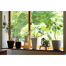 窓辺の植物/窓辺/リビング/インドアグリーン/ボタニカルライフ...などのインテリア実例 - 2023-04-20 16:04:46