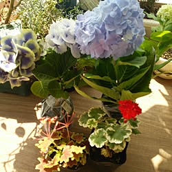 玄関/入り口/ベランダガーデン/お花を飾るのインテリア実例 - 2017-07-07 09:58:27