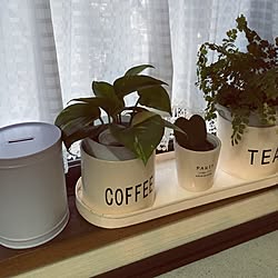 キッチン/観葉植物/100均/モノトーンのインテリア実例 - 2016-02-28 07:06:18