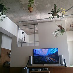 壁/天井/リノベーション/indoor green/壁掛けTV/足場板のインテリア実例 - 2016-05-04 15:33:22
