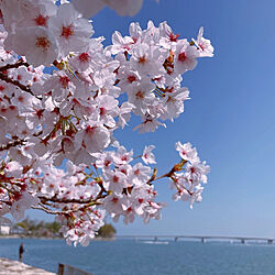ブラックバス/バス釣り/春の花/桜/桜の木...などのインテリア実例 - 2022-04-09 20:36:31