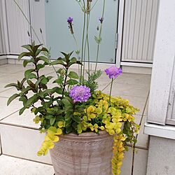 玄関/入り口/植物のインテリア実例 - 2014-05-15 17:28:53