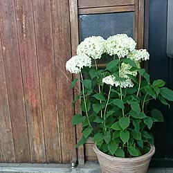 玄関/入り口/紫陽花/アナベル/グリーンのある暮らし/植物のある暮らし...などのインテリア実例 - 2017-07-13 11:00:55