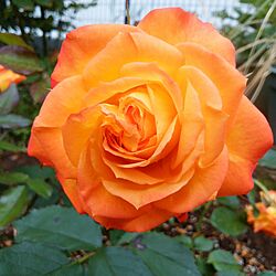玄関/入り口/薔薇のある庭のインテリア実例 - 2017-05-20 20:53:17