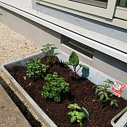 玄関/入り口/家庭菜園/緑化計画/小さい庭のインテリア実例 - 2017-05-07 18:25:04