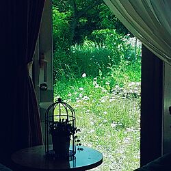 リビング/窓/ふぇいくグリーン/セリア/庭の花...などのインテリア実例 - 2017-06-17 12:50:18