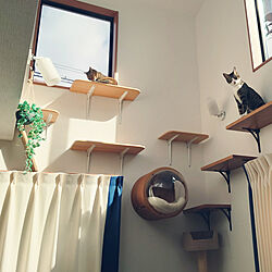 壁/天井/きじとら猫/ねこのいる日常/猫と暮らす/猫がよろこぶ快適な部屋づくり...などのインテリア実例 - 2022-11-14 11:35:40