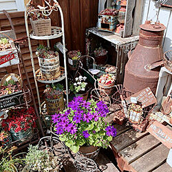 多肉寄せ植え/むらさきの花/寄せ植え/キャベツBOX/お花のある暮らし...などのインテリア実例 - 2021-03-11 16:09:08