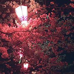 部屋全体/満開/夜桜のインテリア実例 - 2016-04-03 22:26:42