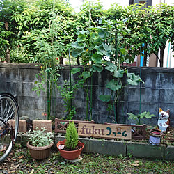 壁/天井/家庭菜園/古い家を楽しむ/古い家に住む/築年数46年以上...などのインテリア実例 - 2022-07-28 08:41:59