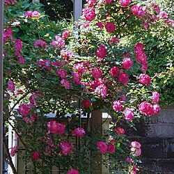 玄関/入り口/つるバラ/春風/ストロベリーアイス/バラのある庭のインテリア実例 - 2024-05-11 11:23:25