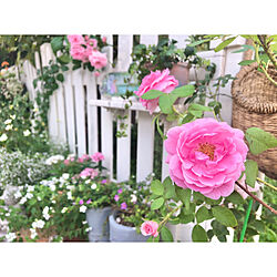 薔薇/庭の花/花のある暮らし/庭のある暮らし/庭...などのインテリア実例 - 2021-08-23 22:30:18