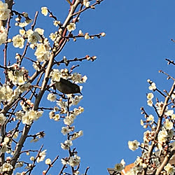 野鳥観察/春/梅の花/見ていただいてありがとうございます♡/ありがとうございます...などのインテリア実例 - 2020-02-14 23:12:03