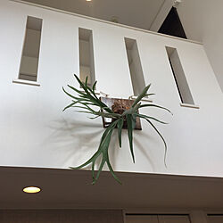 観葉植物/壁/天井のインテリア実例 - 2020-04-18 20:12:18