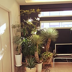 リビング/観葉植物/多肉植物/植物のある暮らし/照明...などのインテリア実例 - 2017-01-01 08:46:53