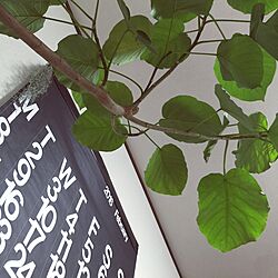 壁/天井/stendig calendar/ウンベラータ/中古住宅/植物のインテリア実例 - 2016-02-12 08:18:14