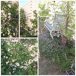 部屋全体/植物/garden/ガーデニング/いつもありがとうございます♡のインテリア実例 - 2015-05-11 22:01:57