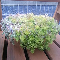 多肉植物/植物/NO GREEN NO LIFE/園芸/加工なし...などのインテリア実例 - 2015-02-19 16:13:09