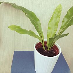 リビング/植物/IKEAのインテリア実例 - 2014-06-27 13:07:50