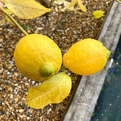 レモンが豊作/レモン収穫/レモン/レモンの木/ベッド周りのインテリア実例 - 2022-12-13 17:52:20