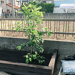 直植え/レモンの木/枕木で菜園を作る/菜園作りのインテリア実例 - 2018-05-21 08:19:40