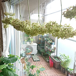 壁/天井/ベランダガーデン/植物のある暮らし/グリーンのある暮らし/山善...などのインテリア実例 - 2020-07-09 06:59:39