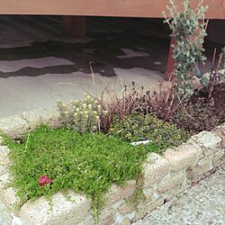 玄関/入り口/植物/手作り花壇/DIY/ガーデニングのインテリア実例 - 2014-03-31 21:04:00