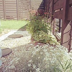 玄関/入り口/植物/庭のインテリア実例 - 2014-05-28 14:24:59