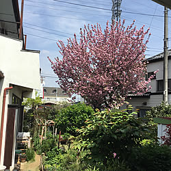50年前から毎年綺麗に咲く八重桜/いいね♪ありがとうございます♡/うちのウッドデッキからの景色を見る/インテリアじゃ無くてすみません！のインテリア実例 - 2019-04-21 13:18:05