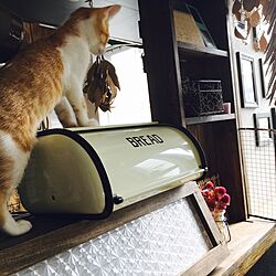 キッチン/猫と暮らす。/ドライフラワー/3COINS/DIYのインテリア実例 - 2016-10-23 10:17:24