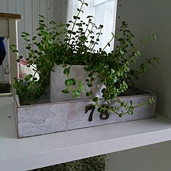 棚/ダイソー/DIY/観葉植物のインテリア実例 - 2016-07-13 15:08:52