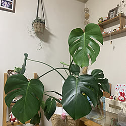 観葉植物のある暮らし/くつろぎ空間/マンション/日当たり良好/暮らしを楽しむ...などのインテリア実例 - 2022-09-18 22:50:25