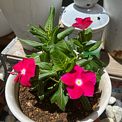 猛暑にはお気をつけて/お花がある暮らし/見て下さりありがとうございます★彡/日々草♥️/部屋全体のインテリア実例 - 2022-06-25 14:34:56