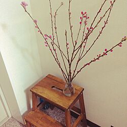 玄関/入り口/桃の花のインテリア実例 - 2015-03-02 23:37:49