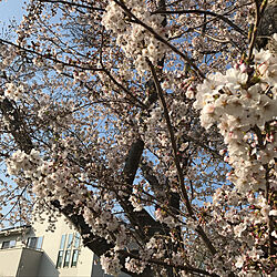 縦すべり窓/ウッドデッキのある暮らし/桜の木/春の庭/White...などのインテリア実例 - 2019-04-06 17:57:53