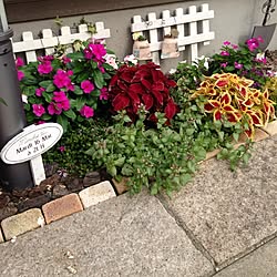 玄関/入り口/植物のインテリア実例 - 2014-08-01 15:42:03