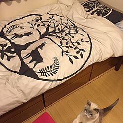 ベッド周り/一人暮らし/IKEA/猫のインテリア実例 - 2014-11-22 23:54:16