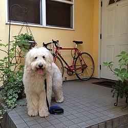 玄関/入り口/犬と暮らす家のインテリア実例 - 2015-04-25 09:38:10