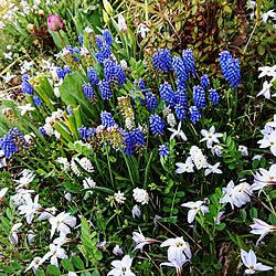 ムスカリの花のインテリア実例 - 2019-04-16 07:43:55