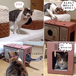 部屋全体/ネコの爪研ぎ/つぶやきシリーズ/猫のいる生活/ダンボール箱のインテリア実例 - 2016-01-16 01:22:36