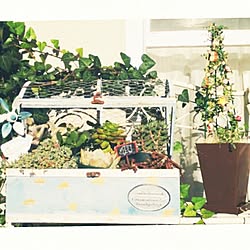 棚/ベランダ/植中毒♡/Garden雑貨/Christmas雑貨...などのインテリア実例 - 2016-12-12 12:38:27