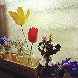 キッチン/ニラ花/花を摘んで小さな花瓶に挿すのインテリア実例 - 2015-04-04 10:43:52